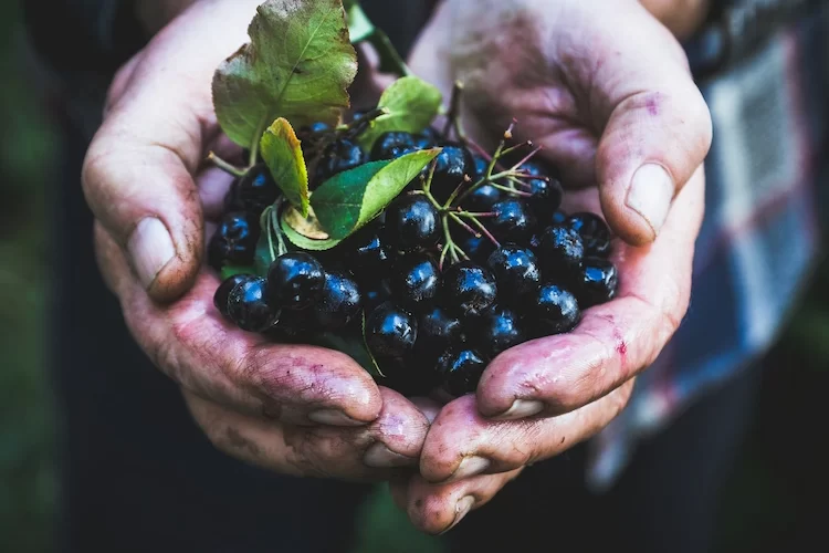 gesunde aroniabeeren ernten und verwenden