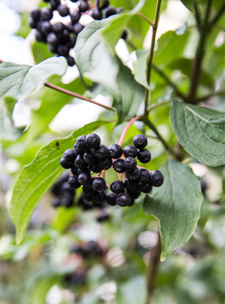 gesunde aroniabeeren zur herstellung von marmelade
