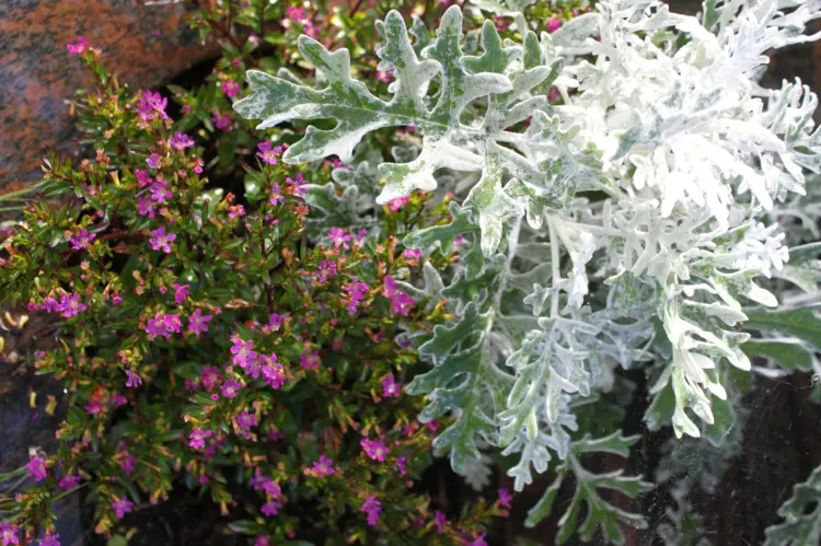 Grabbepflanzung im Herbst modern gestalten mit Silber-Wermut und blühenden Pflanzen