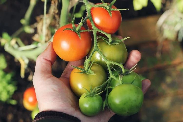 grüne Tomaten ernten Tipps und Anleitung
