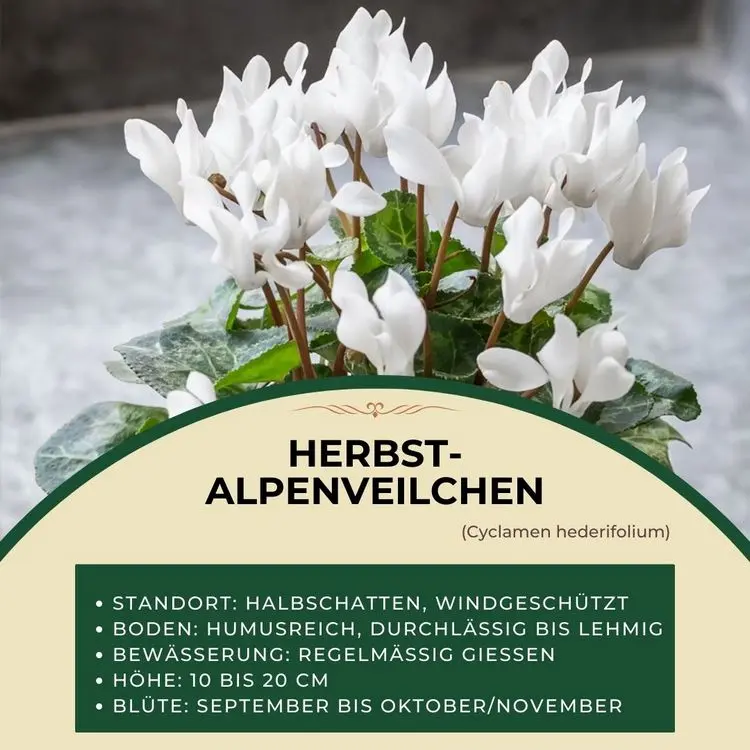 Herbst-Alpenveilchen (Cyclamen hederifolium) für Balkonkästen in Weiß