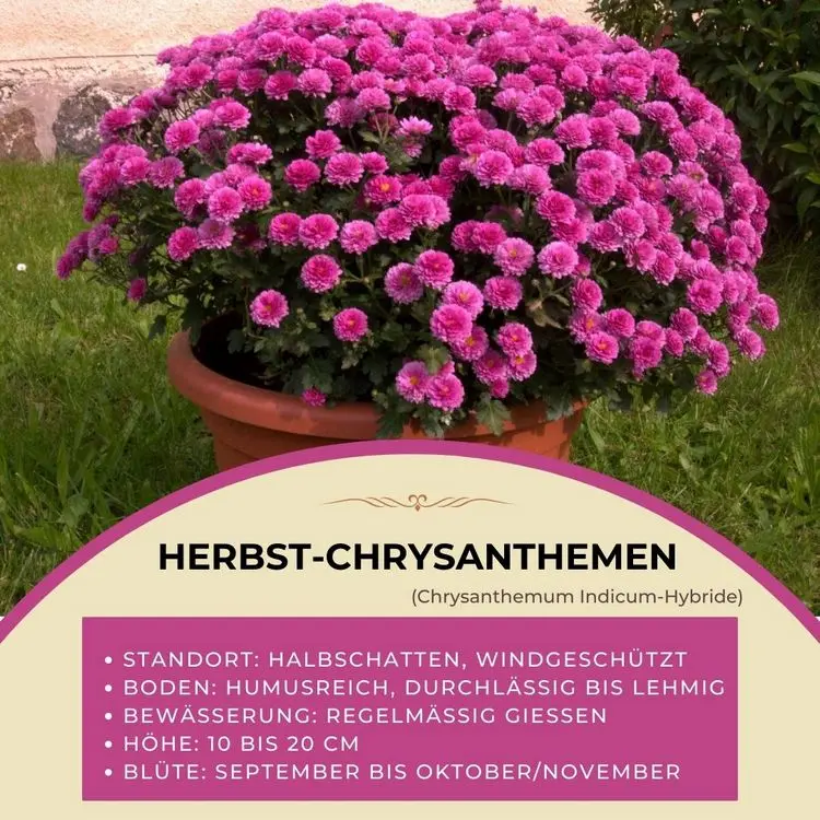 Herbst-Chrysanthemen (Chrysanthemum Indicum-Hybrid)