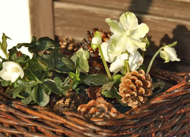 Herbst- und Winterbepflanzung für Balkonkästen mit Christrosen