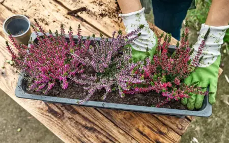 Herbstbepflanzung für Kübel und Blumenkästen