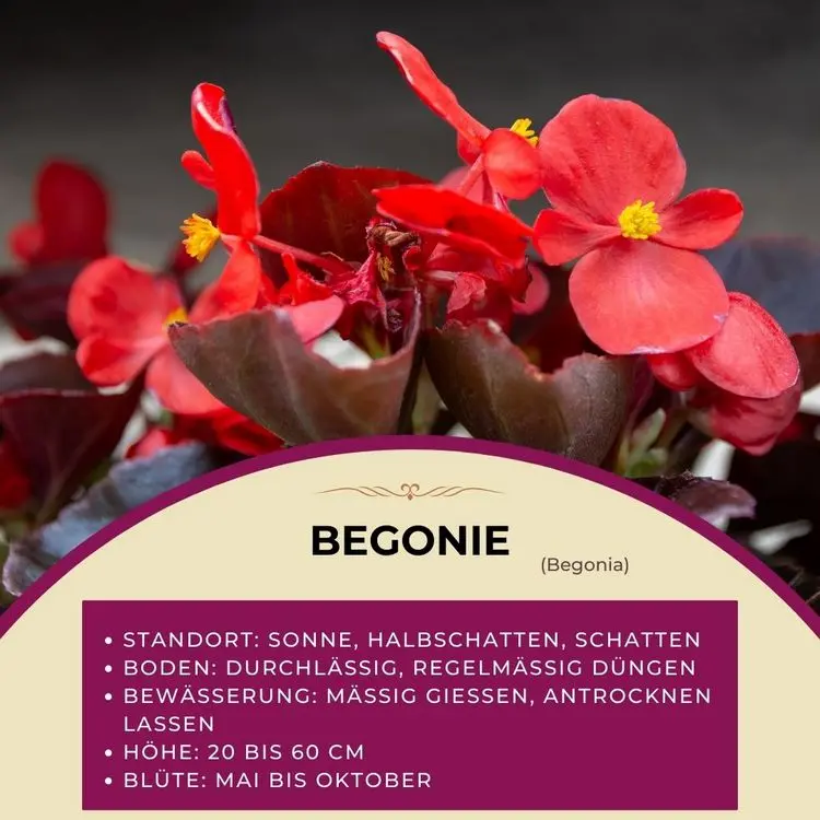 Herbstblumen pflanzen im August - Begonie (Begonia) als schöner Klassiker