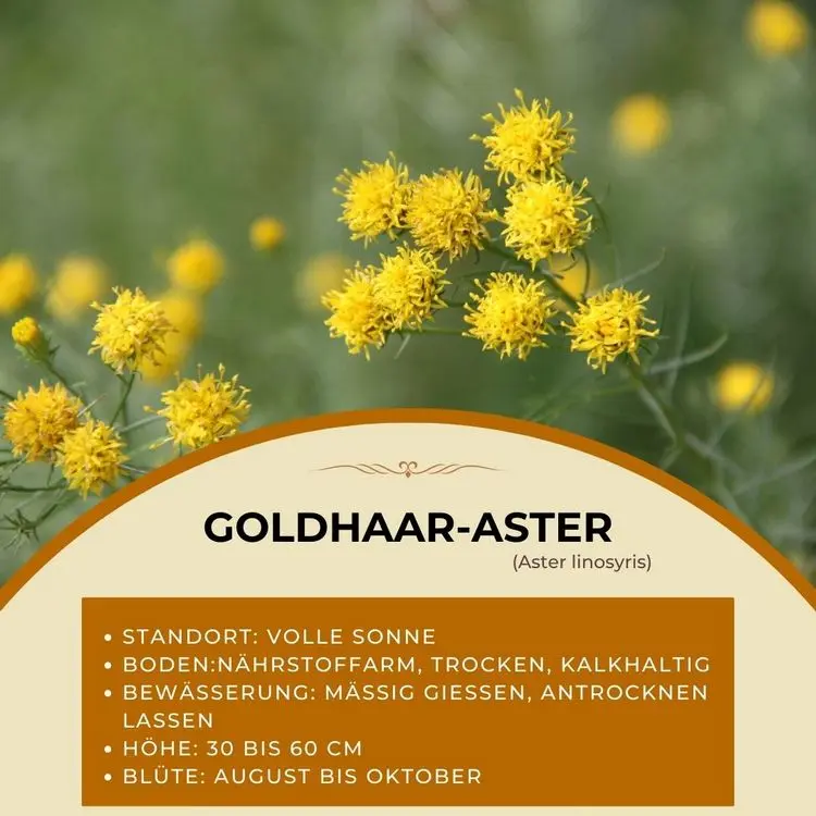 Herbstblumen pflanzen im August - Goldhaar-Aster (Aster linosyris) als gelb blühende Blume
