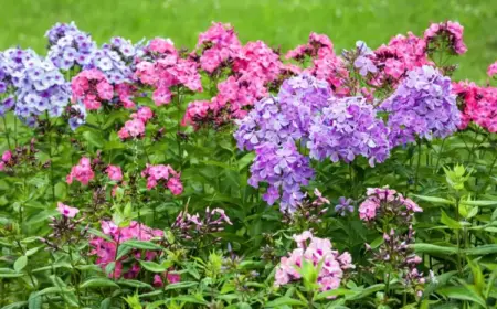 Hohe Stauden für Sonne und trockene Standorte in den Garten pflanzen - Flammenblume im Beet