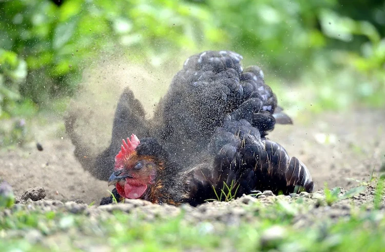 hühnermilben bekämpfen mit hausmitteln