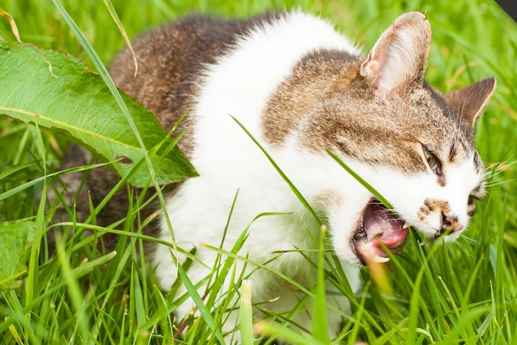 katzen fressen gras, um ihre verdauung zu fördern