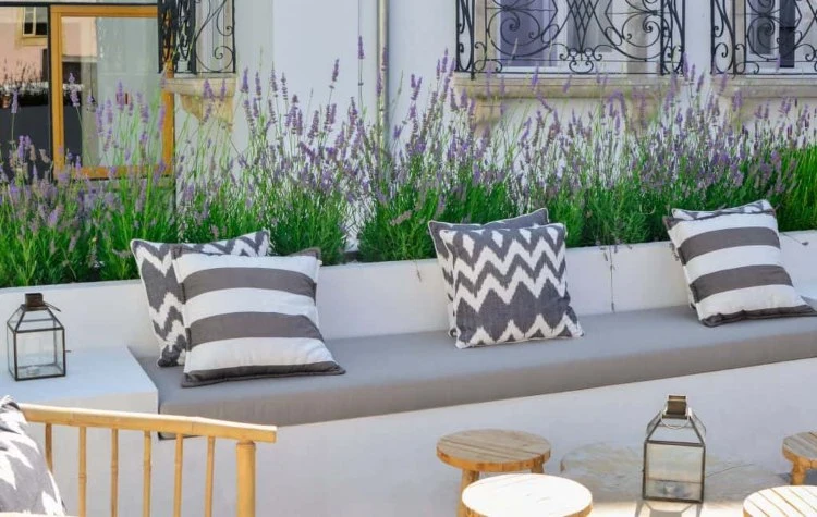 Lavendel für Balkon Sicht und Sonnenschutz hinter Sitzbank