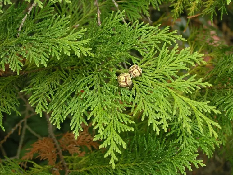 Leyland-Zypresse (Cupressus x leylandii) ist winterhart und robust