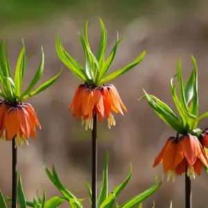 Mediterrane, wohlriechende Pflanze - Kaiserkrone (Fritillaria imperialis) mit stark duftenden Glocken-Blüten