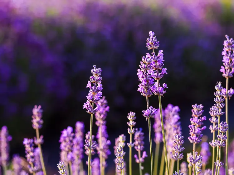 Mediterrane, wohlriechende Pflanze - Winterharter Lavendel mit lila Blüten