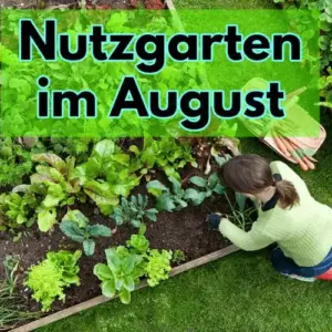 Nutzgarten im August - hilfreiche Tipps, was zu erledigen ist - Aussäen, Ernten, Pflanzen & Co.