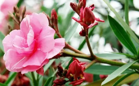 Oleander Blüten abschneiden Anleitung