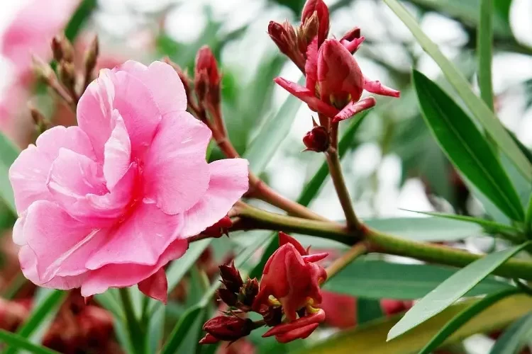 Oleander Blüten abschneiden Anleitung