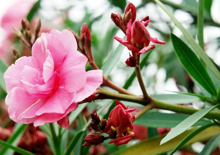 Oleander Blüten abschneiden Anleitung