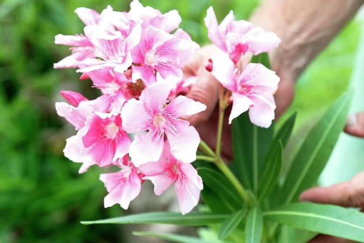 Oleander Blüten und Samenkapseln abschneiden oder stehen lassen
