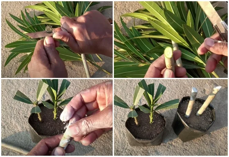 Oleander durch Stecklinge vermehren Anleitung