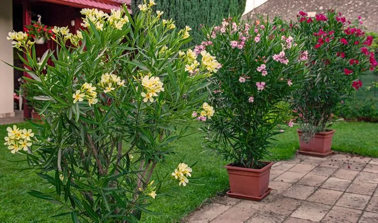 Oleander überwintern - die richtige Temperatur