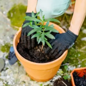 Oleander vermehren durch Stecklinge Anleitung