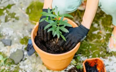 Oleander vermehren durch Stecklinge Anleitung