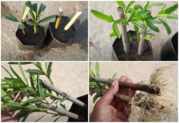 Oleander vermehren Stecklinge schneiden und Jungpflanzen ziehen