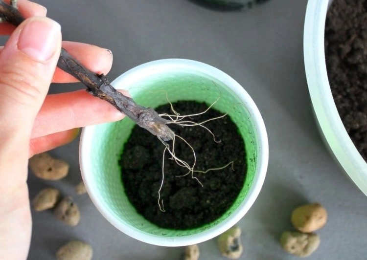 Oleander vermehren über Stecklinge was mitbringen