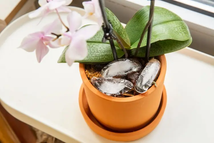 Orchidee mit Eiswürfeln gießen Tipps und Anleitung