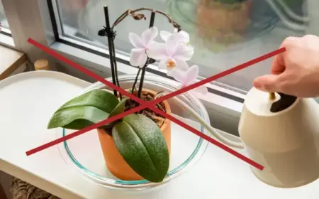 Orchideen häufige Fehler beim Gießen was nicht machen