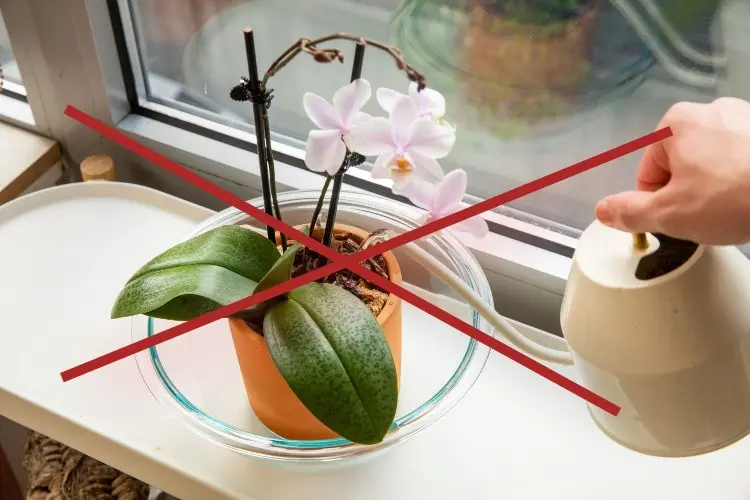 Orchideen häufige Fehler beim Gießen was nicht machen