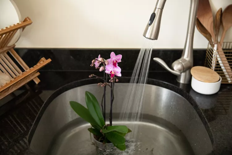 Orchideen mit Leitungswasser gießen schlecht für Pflanze