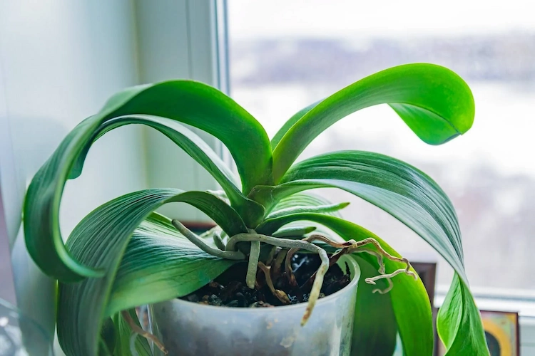 Orchideen Pflege-Tipps nach der Blüte