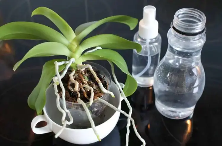 Orchideen richtig gießen mit Schnapsglas oder nicht