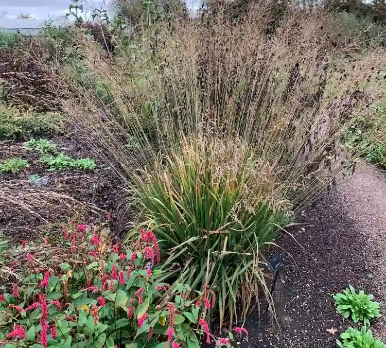 Pfeifengras Fontäne bietet Sichtschutz im Garten