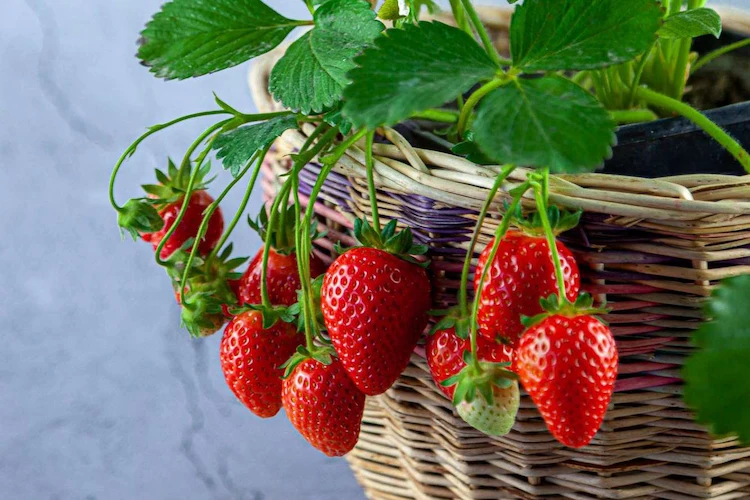 pflanzen sie erdbeeren in kübel