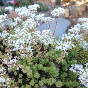 Pflegeleichte Bodendecker Sedum album Weiße Fetthenne pflanzen und pflegen