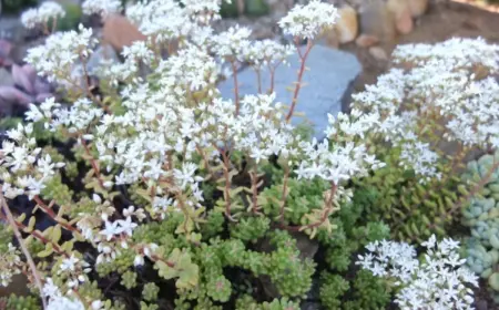 Pflegeleichte Bodendecker Sedum album Weiße Fetthenne pflanzen und pflegen