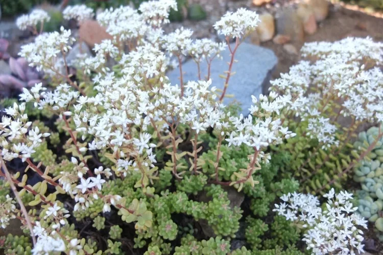 Pflegeleichte Bodendecker Sedum album Weiße Fetthenne pflanzen und pflegen