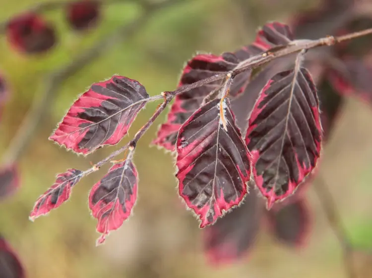 Pflegeleichte Hecke als Sichtschutz - Bei der Rotbuche (Fagus sylvatica) färben sich die Blätter