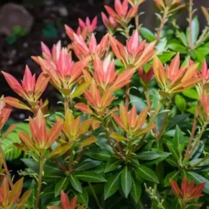 Pflegeleichte Hecke als Sichtschutz - Japanische Lavendelheide (Pieris japonica) mit schönem Laub