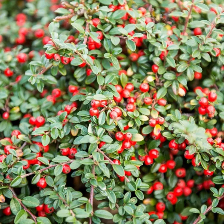 Pflegeleichte Zwergsträucher als Bodendecker Kriechmispel hat im Herbst und Winter rote Beeren