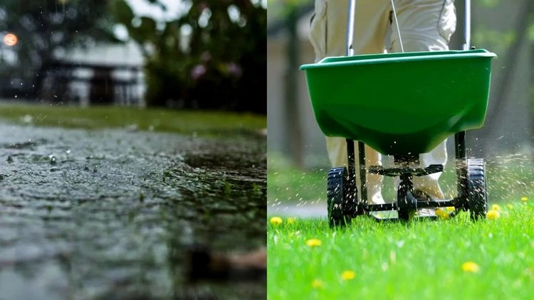 Rasen düngen bei Regen - Vorteile und Nachteile