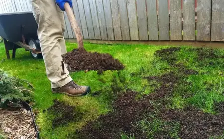 rasenpflege im herbst für gesundes gras