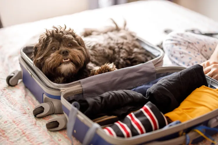 reisen mit hund worauf achten einreisebestimmungen für hunde europa