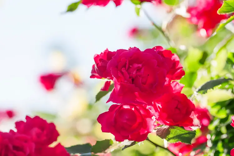 Rosen gehören in jeden mediterranen Garten
