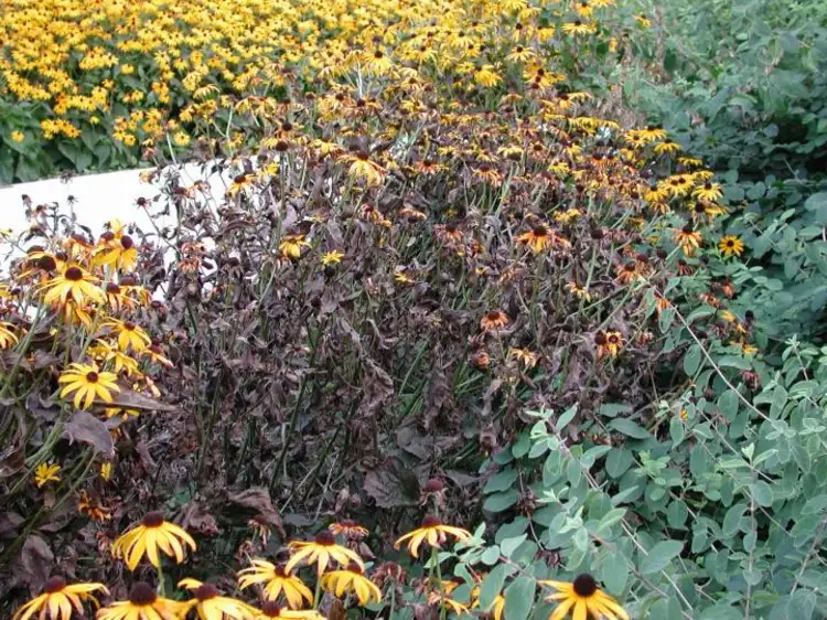 Rückschnitte im Herbst fördern Neutrieb und Blüte in der neuen Saison