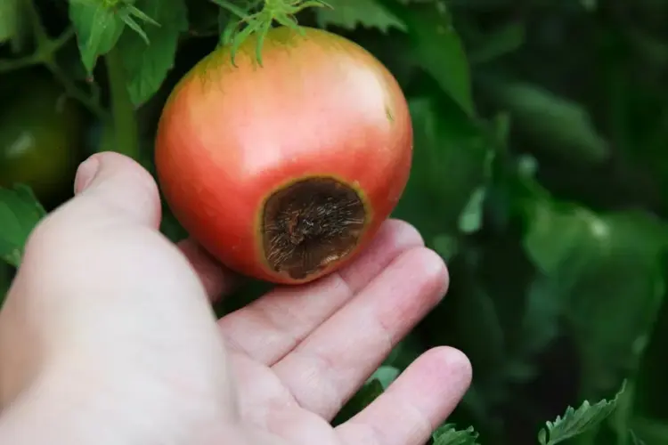Schimmel und Fäule bei Tomatenfrüchten - Entsorgen Sie die Frucht