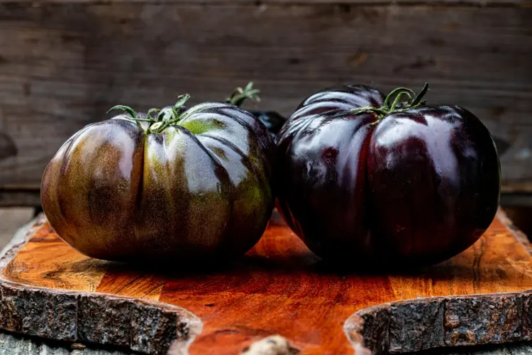 Schwarze und grüne Tomatensorten sind reif ungiftig