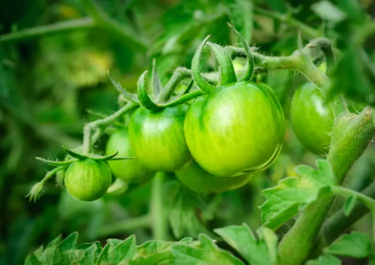Sind grüne Tomaten giftig - Die Früchte enthalten Solanin